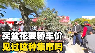 小轿车换盆花，石头卖160万，摆摊的控制大脑？你见过这种集市吗【小龙侠兜兜】