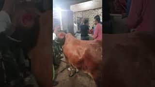 Cow unloading, cow videos,cow video,big cow,goru hamba cow,Gabtoli,Paragram[Ep -01] Kurbani Eid2022
