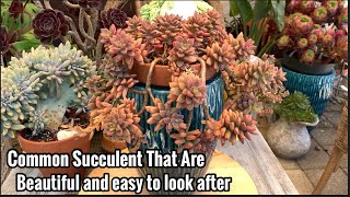 Common Succulents that are beautiful and easy to look after (and care tips)