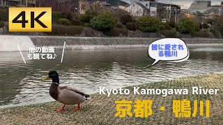 【癒し】鴨川でカワイイ鴨に遭遇！│Kyoto Sanjo Ohashi│京都・三条大橋│【4K60│iPhone11 Pro】