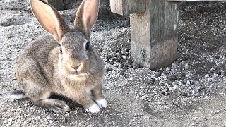 遅れて登場の赤ちゃんうさぎがかわいすぎる件！！！