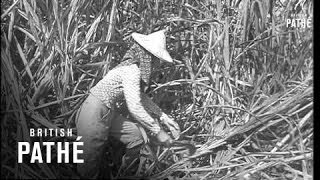 Sugar Harvest In Taiwan  (1958)