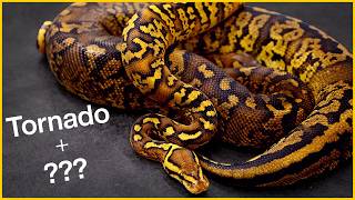 New Tornado Ball Python…. We think?!