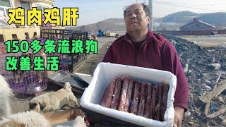 好心粉丝买的鸡肉和狗粮， 给150多条流浪狗改善生活，心中滿滿的爱   -Dog rescue in China-  20210329