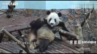 【社会奇闻】这是我见过最嘚瑟的熊猫没有之一