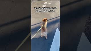 2024年も二足歩行で始まりましたw #shorts #short #shortvideo #pomeranian #dog #family #love #ポメラニアン #犬 #二足歩行