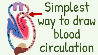 The Simplest way to show the blood circulation  || Systemic Circulation & Pulmonary Circulation