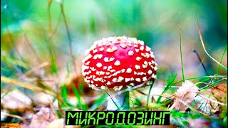 Красный Мухомор🍄Микродозинг