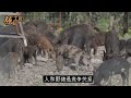 中国600万头超级野猪泛滥，甚至上演激烈“人猪大战”，北京直接发布最强杀猪令！随后一幕全球彻底傻眼了