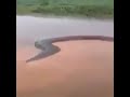 the biggest snake in the world