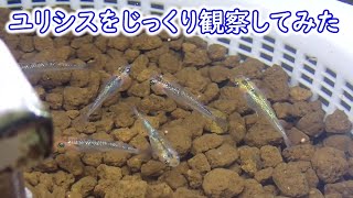 【めだか】たまにはじっくり一種類のメダカを見るのもいいかな？　Ｂ型おやじ