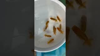 小澤らんちゅう種用当歳魚10匹Ｃ