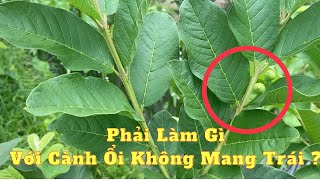 #129 Cách Nhận Biết Cành Ổi Không Mang Trái Để Bấm Đọt Sớm Cho Hiệu Quả | Thanh Bình Farm