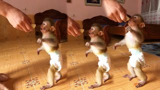 Baby Monkey Ori Confident Shows And Goes The First Steps