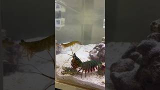 Feeding my Mantis Shrimp a MASSIVE SHRIMP!!