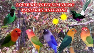 Suara Lovebird Ngekek Panjang, Cocok Untuk Masteran Segala Jenis Lovebird & Kicauan