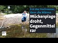 Erst Hochwasser, dann Wärme – und Mücken? Insektenforscher warnen vor Plage | Abendschau | BR24