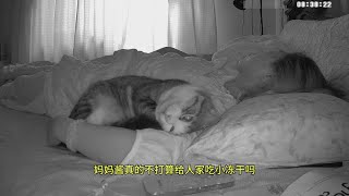 三只小猫轮流来找妈妈酱#记录猫咪日常 #黏人的小猫咪