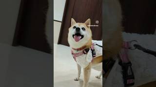 12歳柴犬、動物病院でも最高の笑顔　#shorts