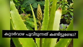 Have you seen the aloe vera flowering#കറ്റാർവാഴ പൂവിടുന്ന    അപൂർവമായ കാഴ്ച #