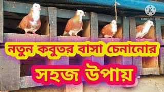 কবুতরকে বাসা চেনানোর উপায় | কবুতরের বাসা চেনানোর উপায় | নতুন কবুতর কেনার পর করণীয় | Khamar Kutir