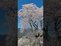 満開のひょうたん桜