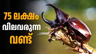 75 ലക്ഷം വില വരുന്ന വണ്ട് #trending #stagbeetle