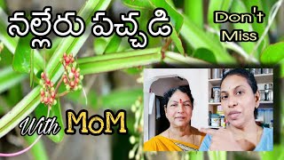 Nalleru pachhadi recipe with MOM  Nalleru uses  don't miss this video