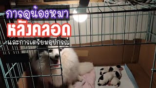 วิธีดูแลน้องหมาหลังคลอด และวิธีการเตรียมอุปกรณ์