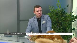 Почему коты сильно линяют?