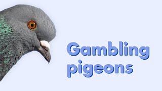 Gambling pigeons
