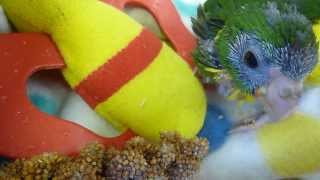 Kakariki eating millet