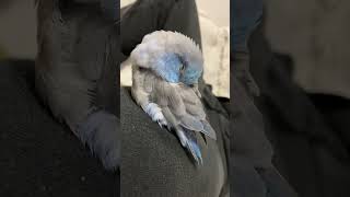 【マメルリハ】寝そうなインコ