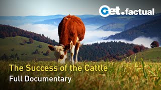 Load of Bull | Full Nature Documentary