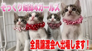 譲渡会へGo！キジ白子猫4姉妹のかわいさに癒されちゃってください！【4 kittens】