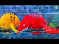 Colorful surprise eggs, lobster, snake, koi, cichlid, betta fish, frog, turtle, butterfly, discus