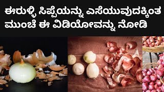 ಈರುಳ್ಳಿ ಸಿಪ್ಪೆಯನ್ನು ಎಸೆಯುವುದಕ್ಕಿಂತ ಮುಂಚೆ ಈ ವಿಡಿಯೋವನ್ನು ನೋಡಿ