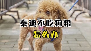 泰迪犬不吃狗粮怎么办？这些方法赶紧收藏！