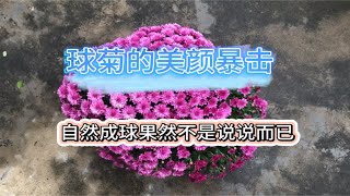 2023年球菊种植养护经验分享～