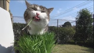 青空と猫草とねこ。-Blue sky and cat grass and Maru.-