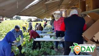 Lettuce Harvest in California