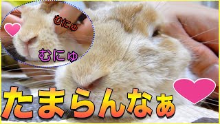 【かわいいうさぎ】ウサギがなつくとこんなこともできるようになる