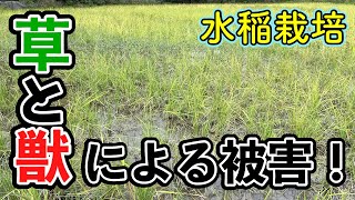 雑草と猪による水稲の被害！柵をしてもイノシシが侵入しています。