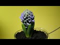 Efflorescing Hyacinth Timelapse