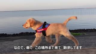 生後123日　ゴールデンレトリバー子犬モコの散歩