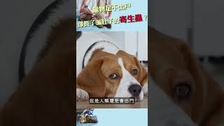 【獸醫班森|寵物知識+】貓狗根本沒出門，肚子裡面竟然感染了一堆寄生蟲? #shorts