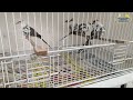 1 2022 zimowanie gołąbków diamentowych szeki diamond dove breeding