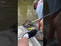 guy shoos away gator animals viral funnyvideo