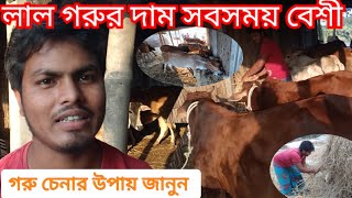 লাল গরুর দাম সবসময় বেশী | গরুর খামার লাভজনক | পারিবারিকভাবে গরুর খামার | গরু চেনার উপায় | Cow farm |