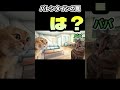 【猫ミーム】バレンタインの罠